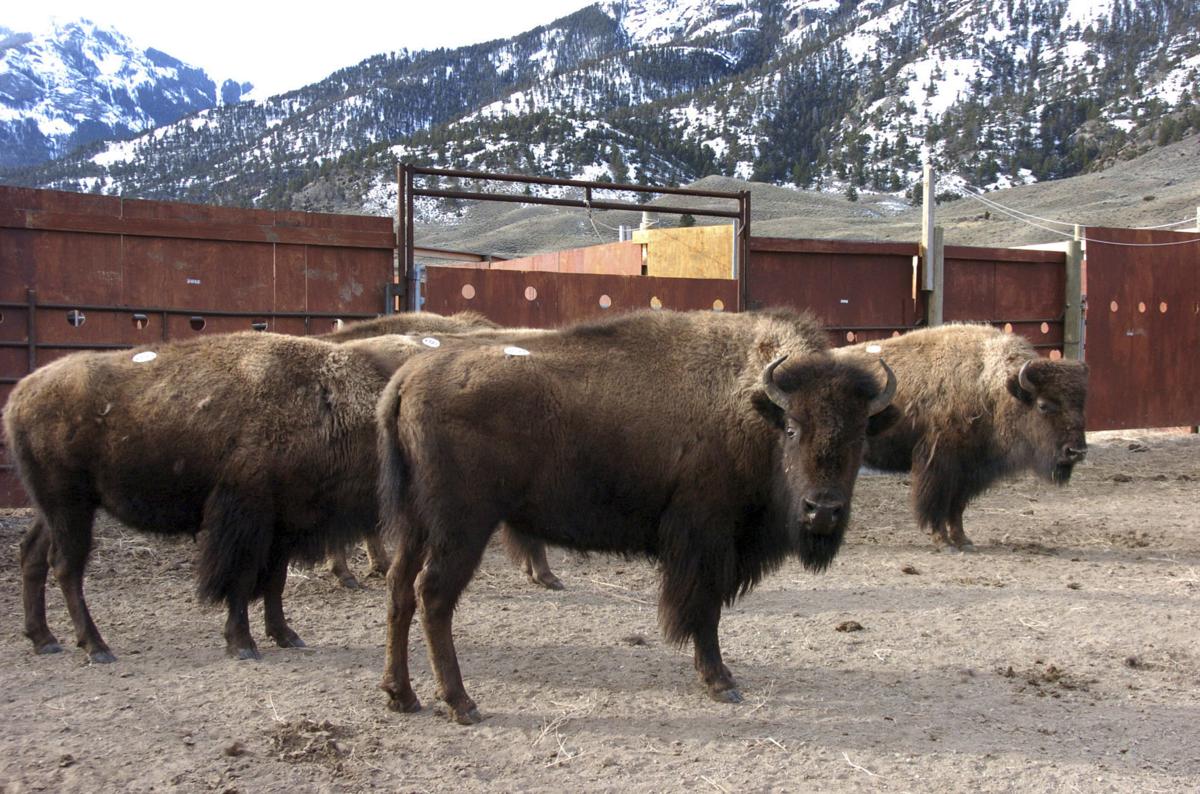 Yellowstone Bison Escape