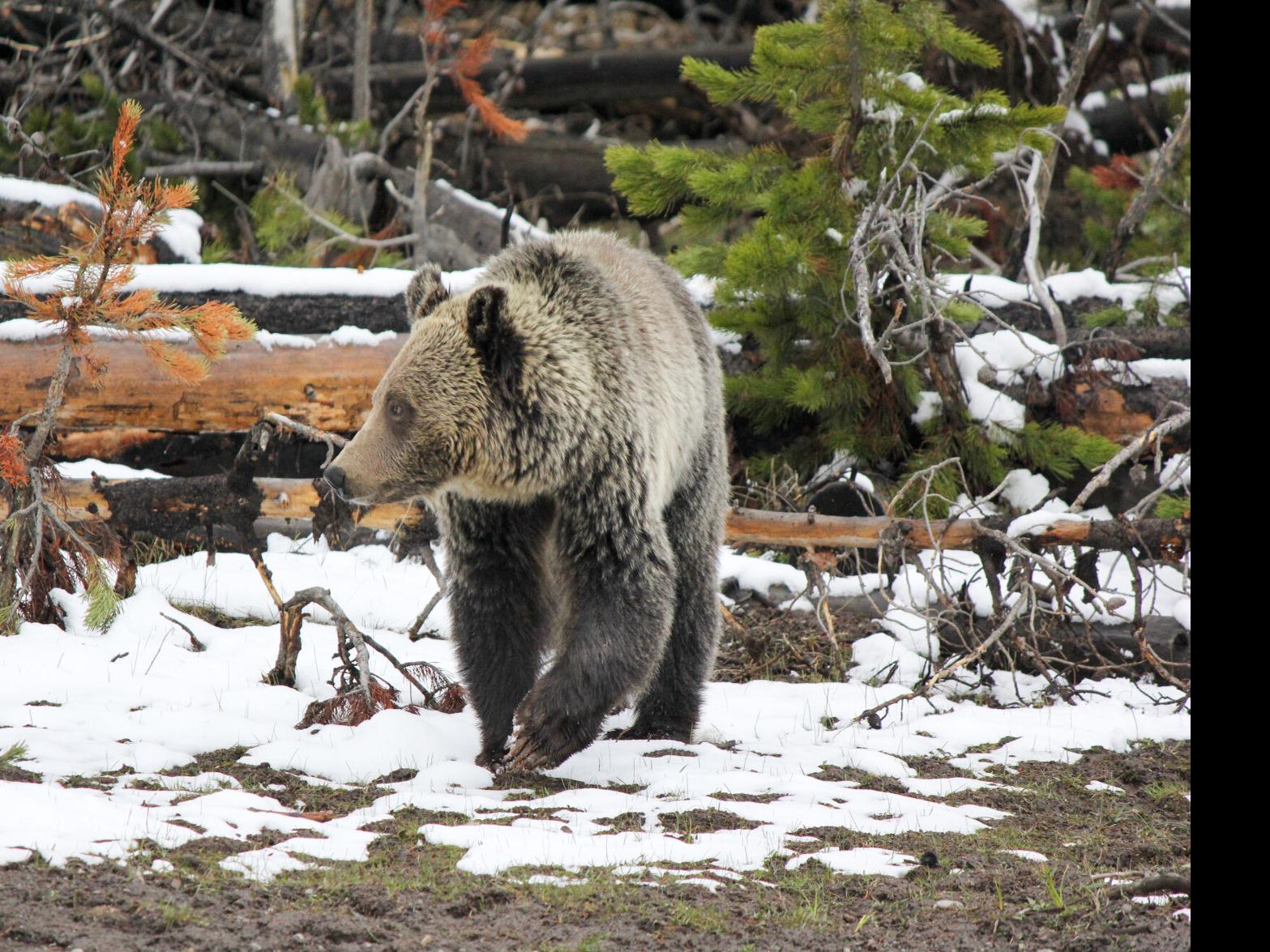 Grizzly bear guide: where they live, how they hunt and conservation -  Discover Wildlife
