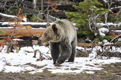 Survey finds Montanans support grizzly bears, some form of ...