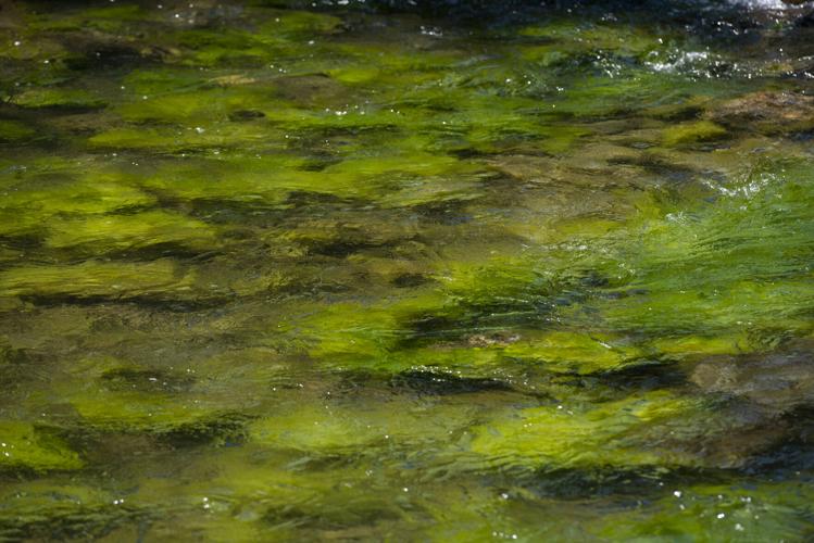 Gallatin River, Algae Bloom