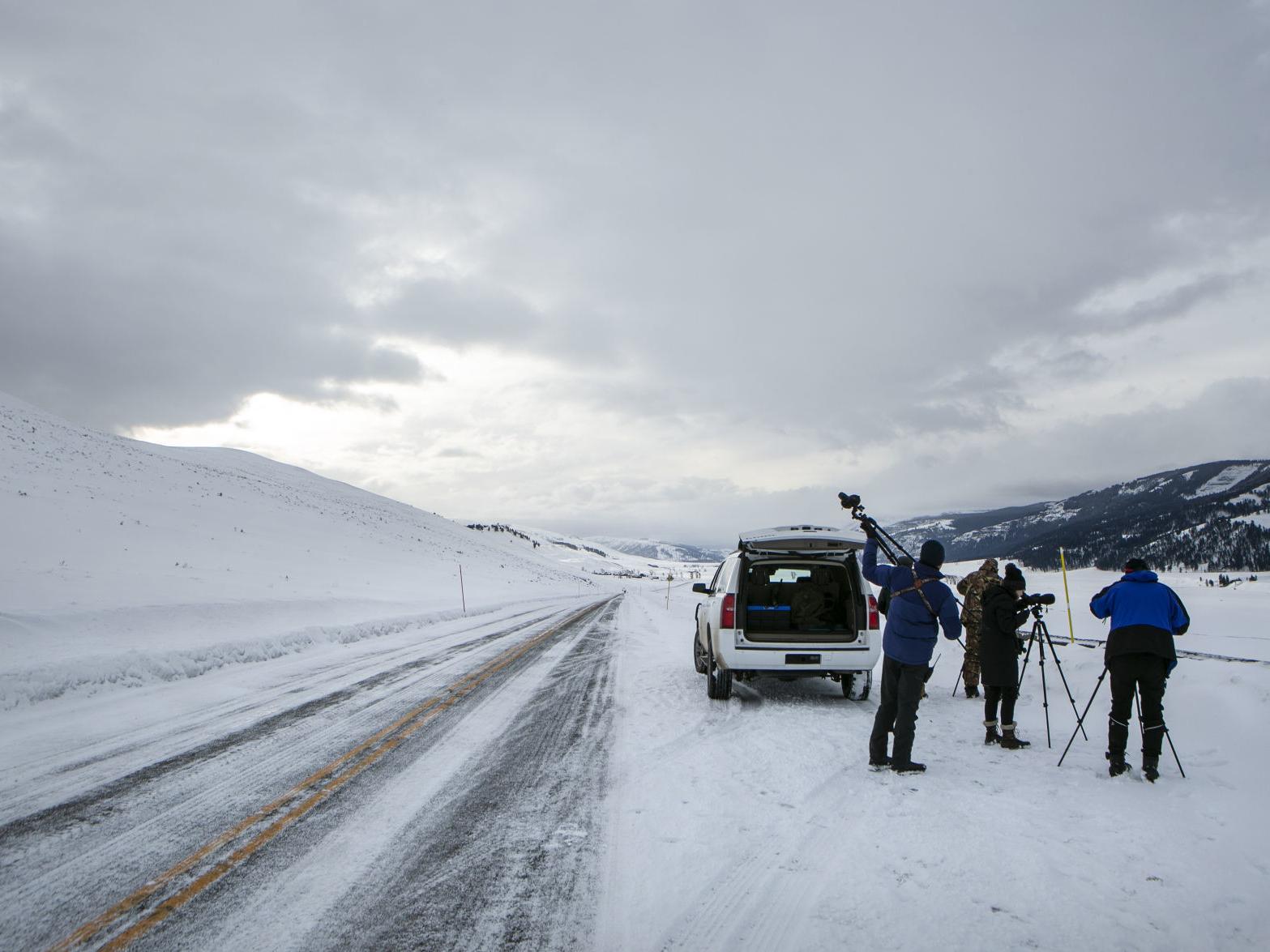 Montana Governor Counties Urge Closure Of Yellowstone