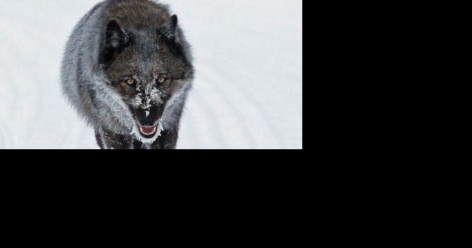 Game wardens seek information on suspected wolf poaching - Vimarsana News