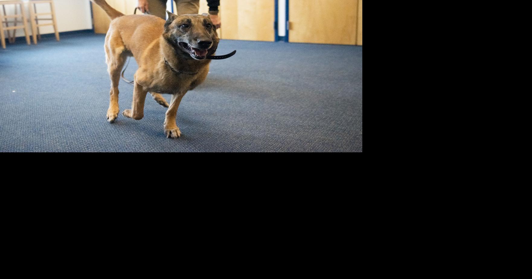 Sniff it out: Marijuana legalization spurs K9 retirements, retraining – Bozeman Daily Chronicle