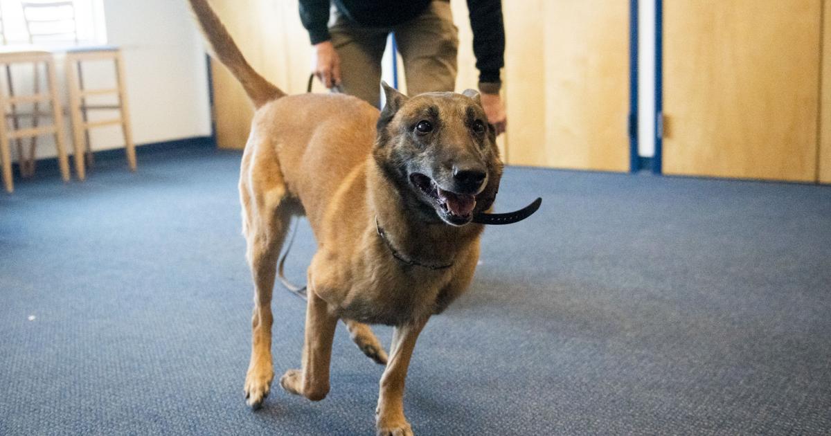 Sniff it out: Marijuana legalization spurs K9 retirements, retraining – Bozeman Daily Chronicle Sniff it out: Marijuana legalization spurs K9 retirements, retraining – Bozeman Daily Chronicle