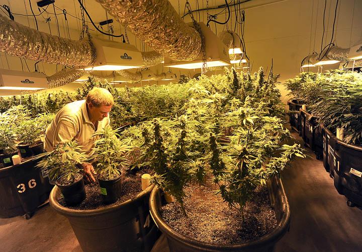 Medical marijuana growers: High-risk business is harder than it looks, News