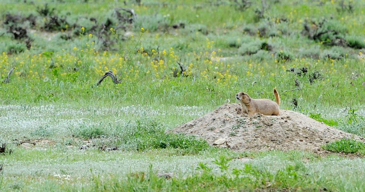 'Keeping ranching lands in ranching hands': More than 122,300 acres of easements across Montana OK'd