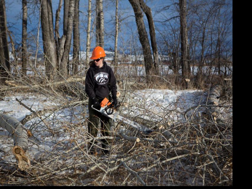 Cottonwood Trees Cut Down for School Construction News