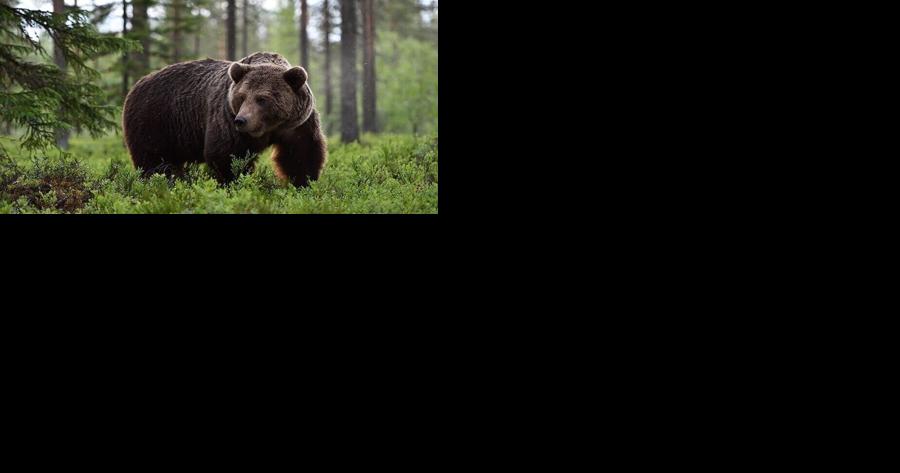 UM researcher releases grizzly connectivity study | Environment - Vimarsana News