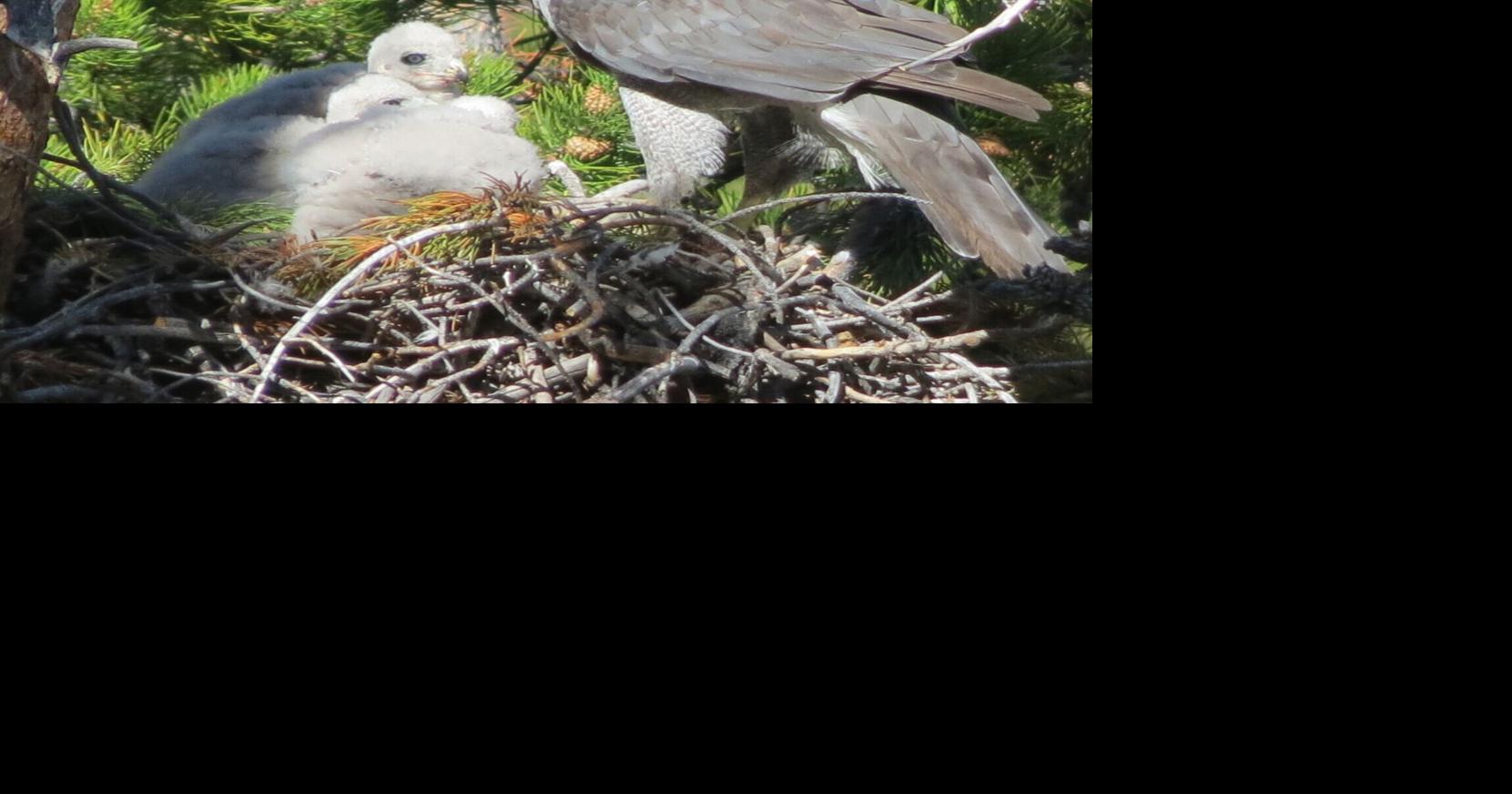 The American goshawk: Montana's mountain forest phantom