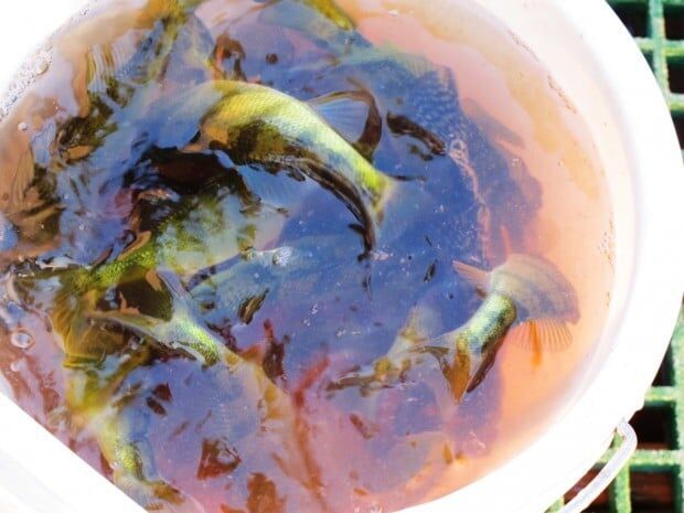 Private fish pond problems rise as permit requests climb | Environment ...