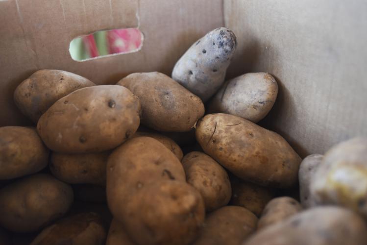 Spudsters return to 36th annual Manhattan Potato Festival News