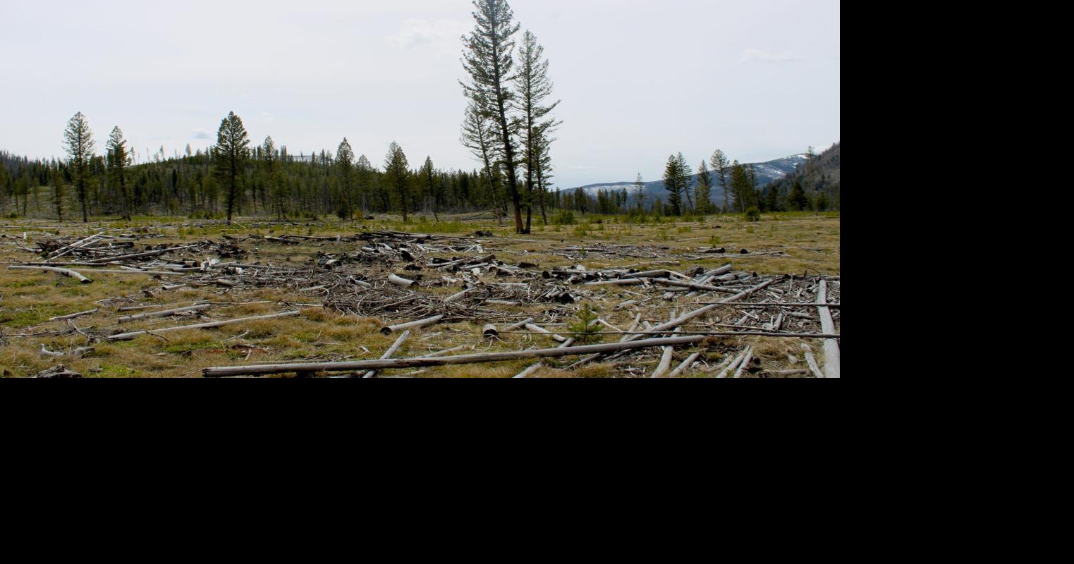 PERC report says investment in forest fuel treatments leads to decreased wildfire costs