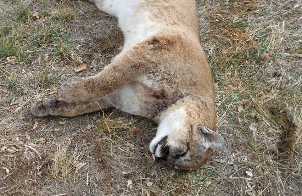 white mountain lion