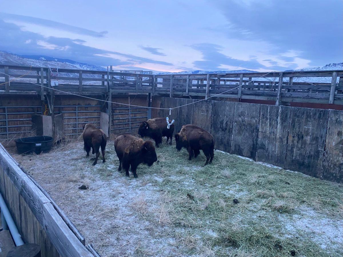 Fort Peck bison transfer