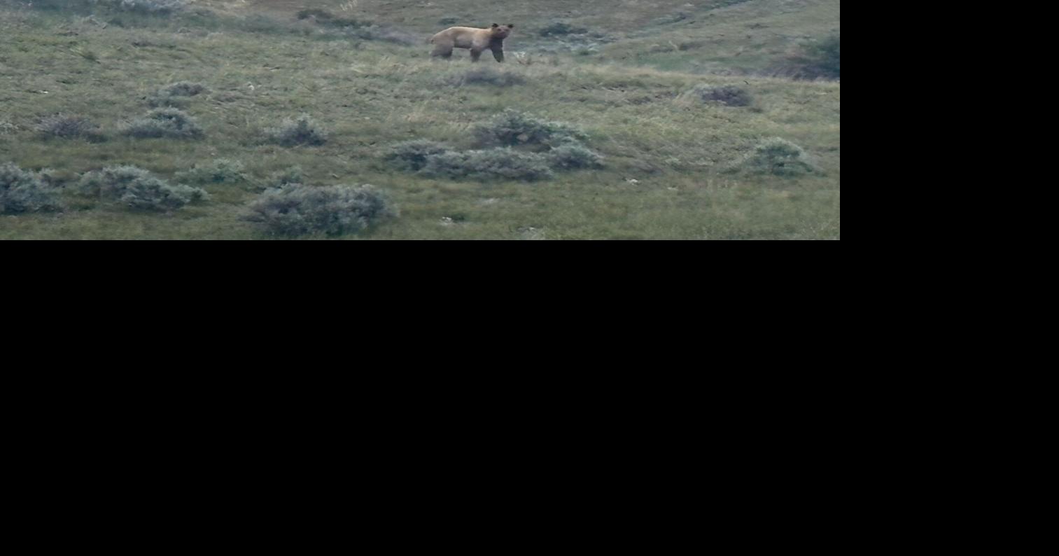 Going Somewhere?: Recent bear visit draws community attention, concern for animal's safety