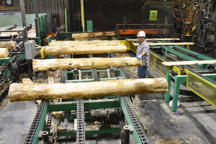 Trump Timber Logging on: How Trump’s executive order to expand timber production ...