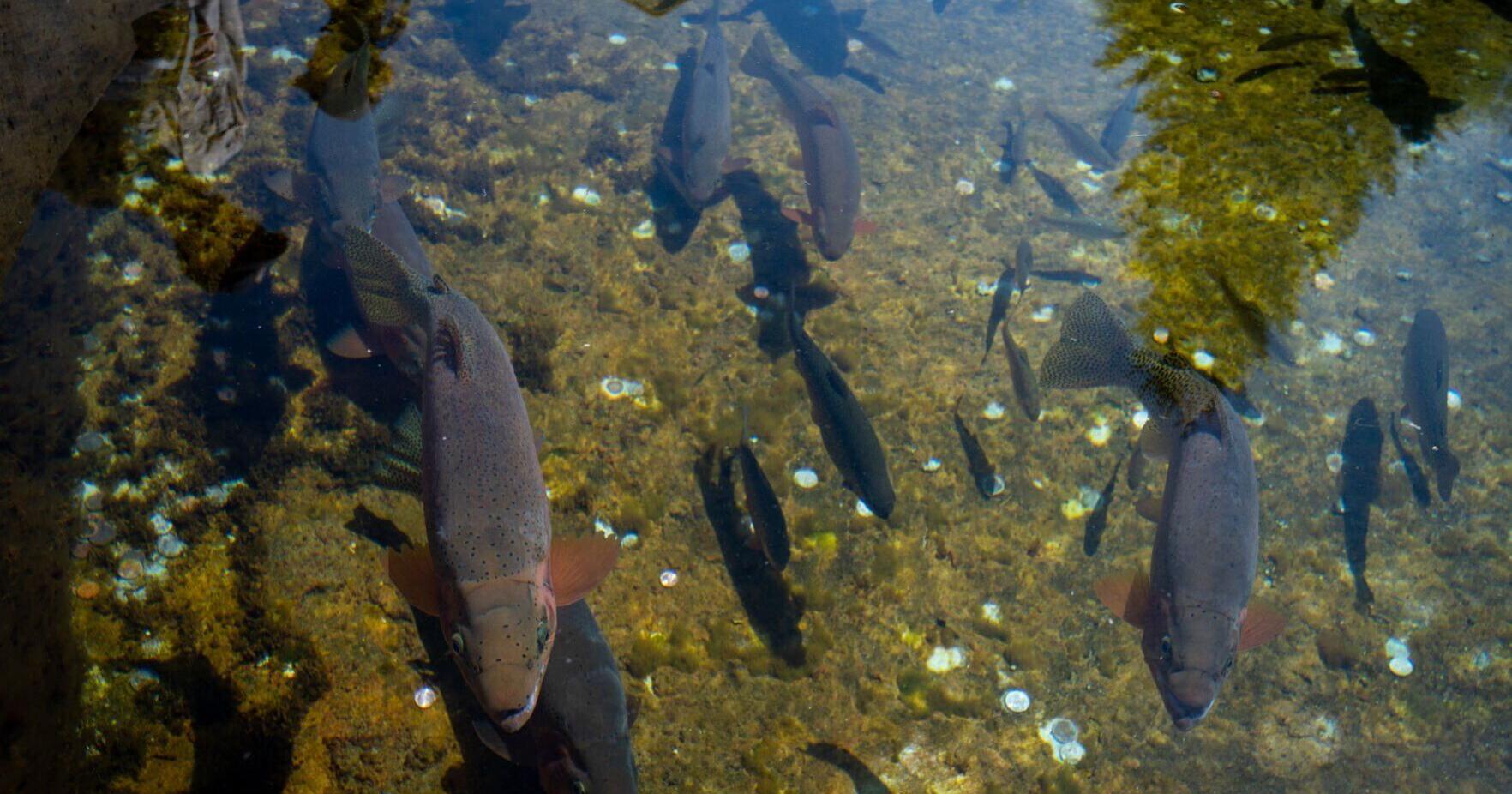 Private fish pond problems rise as permit requests climb | Environment - Vimarsana News