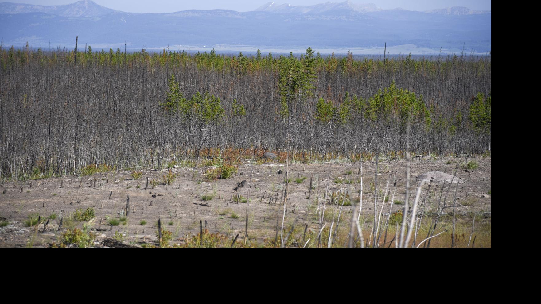 Study: Short-interval fire hampers Yellowstone forest recovery