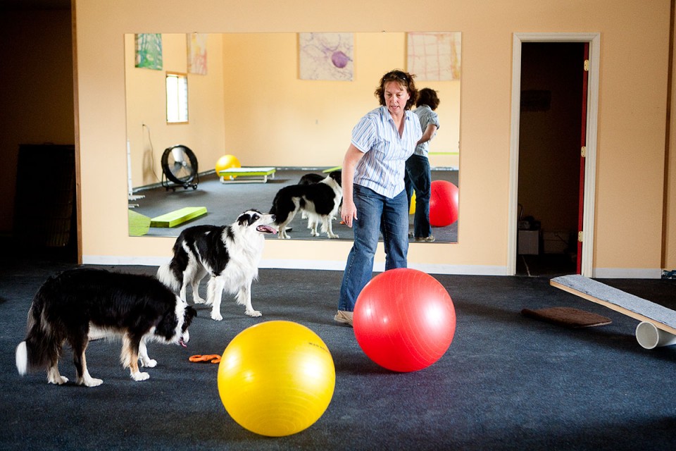 Dog gym a place for training, fitness, sport Health