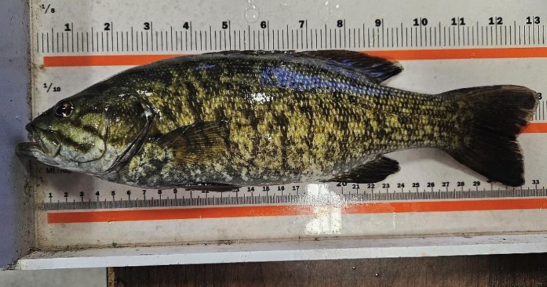 Montana FWP proposing to purge bass from Livingston lagoon