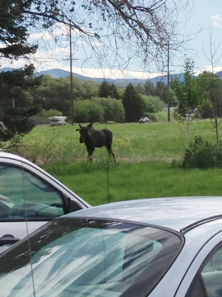 Reader Photos Moose in Bozeman Featured