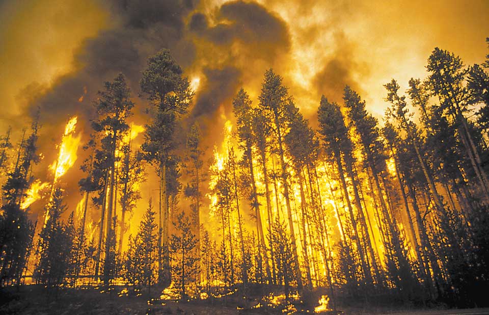 The Year Yellowstone Burned by Jeff Henry