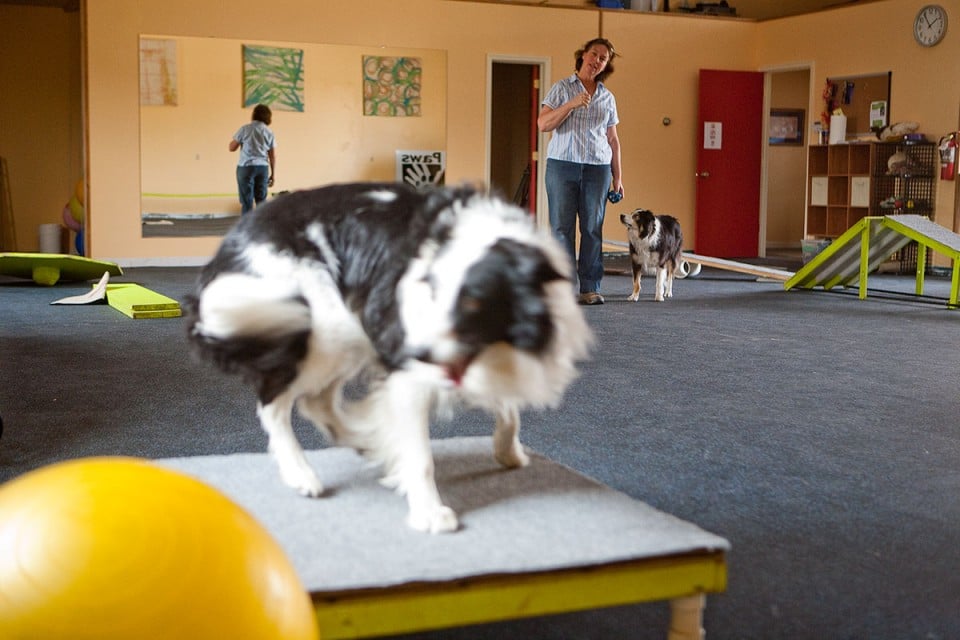 Dog gym a place for training, fitness, sport Health