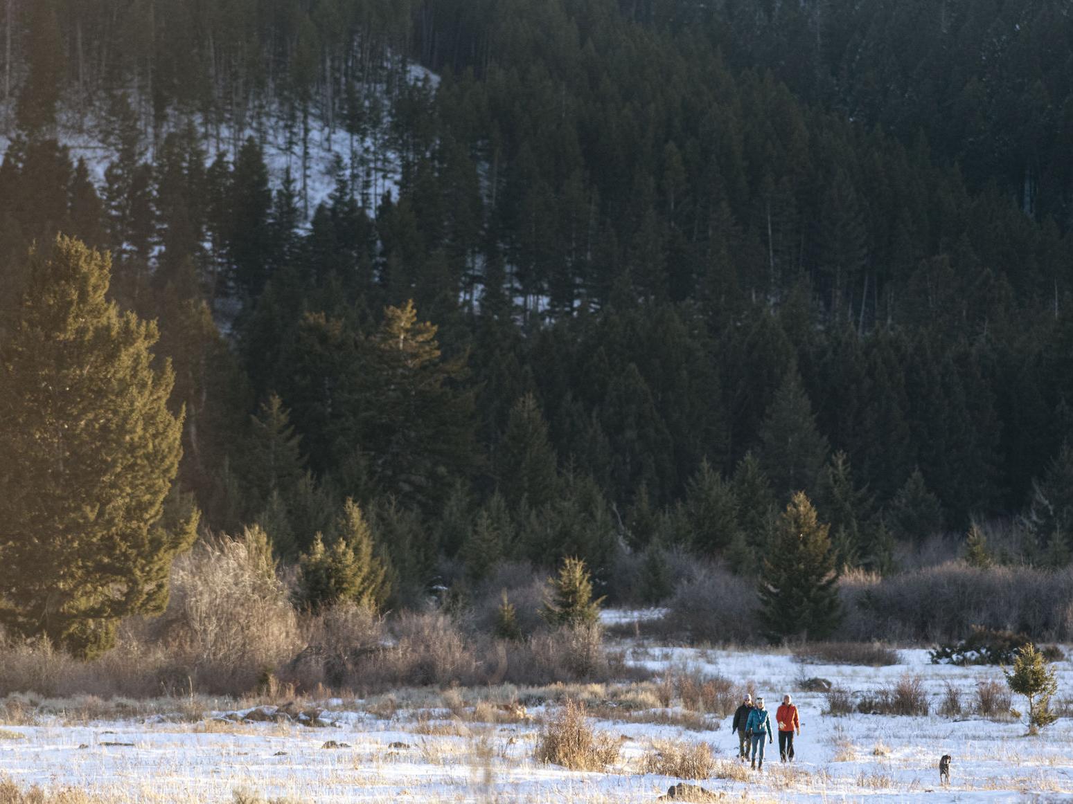 Montana officials release plan aimed at forest health, wildfire risk - Vimarsana News