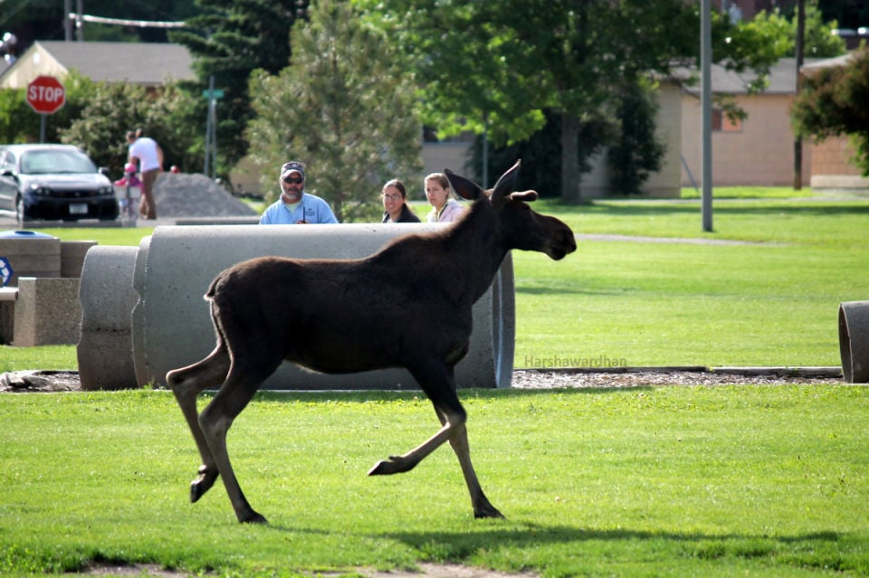 Reader Photos Moose in Bozeman Featured