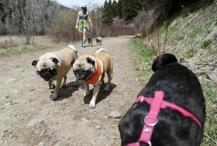 Sourdough Trail, Bozeman Municipal Watershed Project
