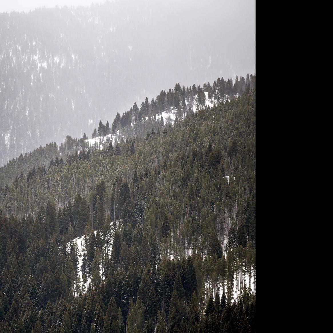 Logging Opponents Offer Highest Bid In Bozeman Timber Sale
