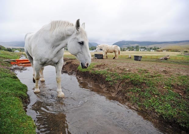 Как вывести цыганскую упряжную в horse haven