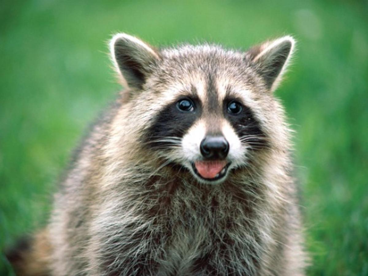 Pløje Skære af Tåre The rise of the raccoon | Lifestyles | bozemandailychronicle.com