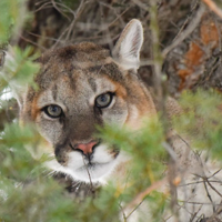 FWP receives multiple mountain lion sightings around Bozeman