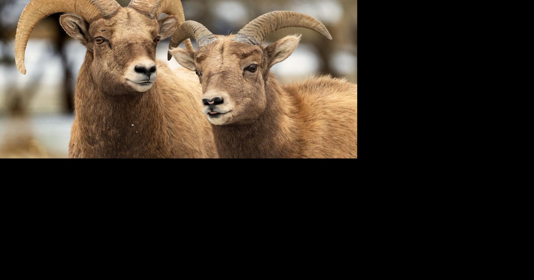 Bighorn sheep transfer into northern Madison Range proposed