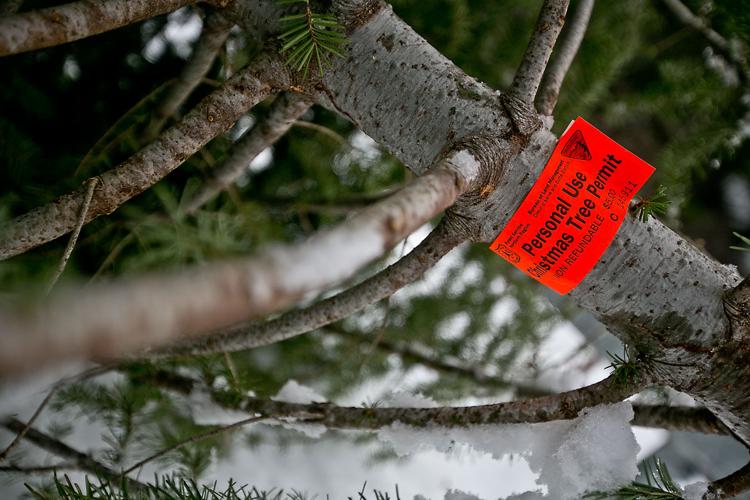 Christmas trees available in a forest near you News
