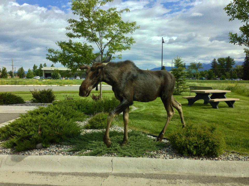 Reader Photos Moose in Bozeman Featured