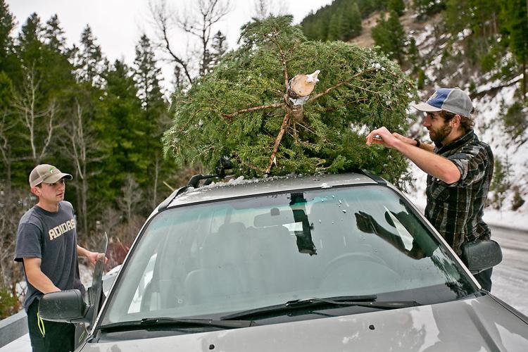 Christmas trees available in a forest near you News