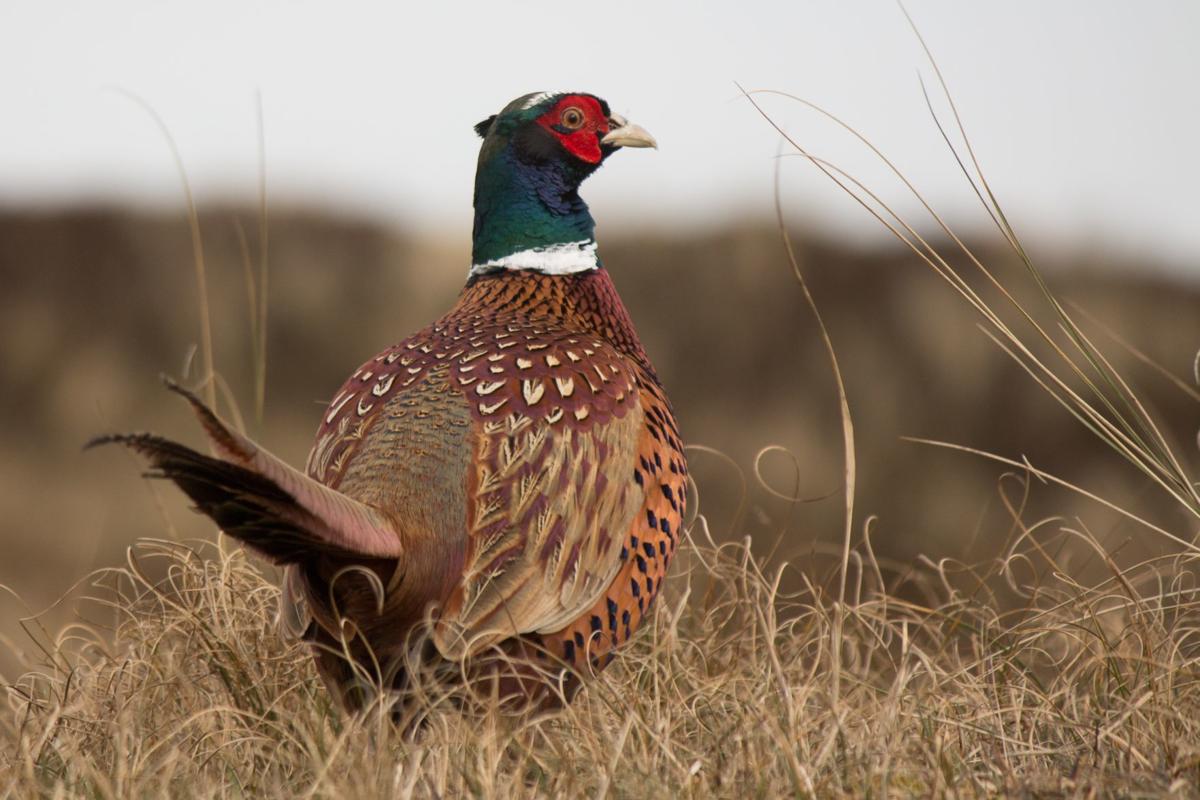 Chasing roosters Pheasant season opens Saturday Outdoors