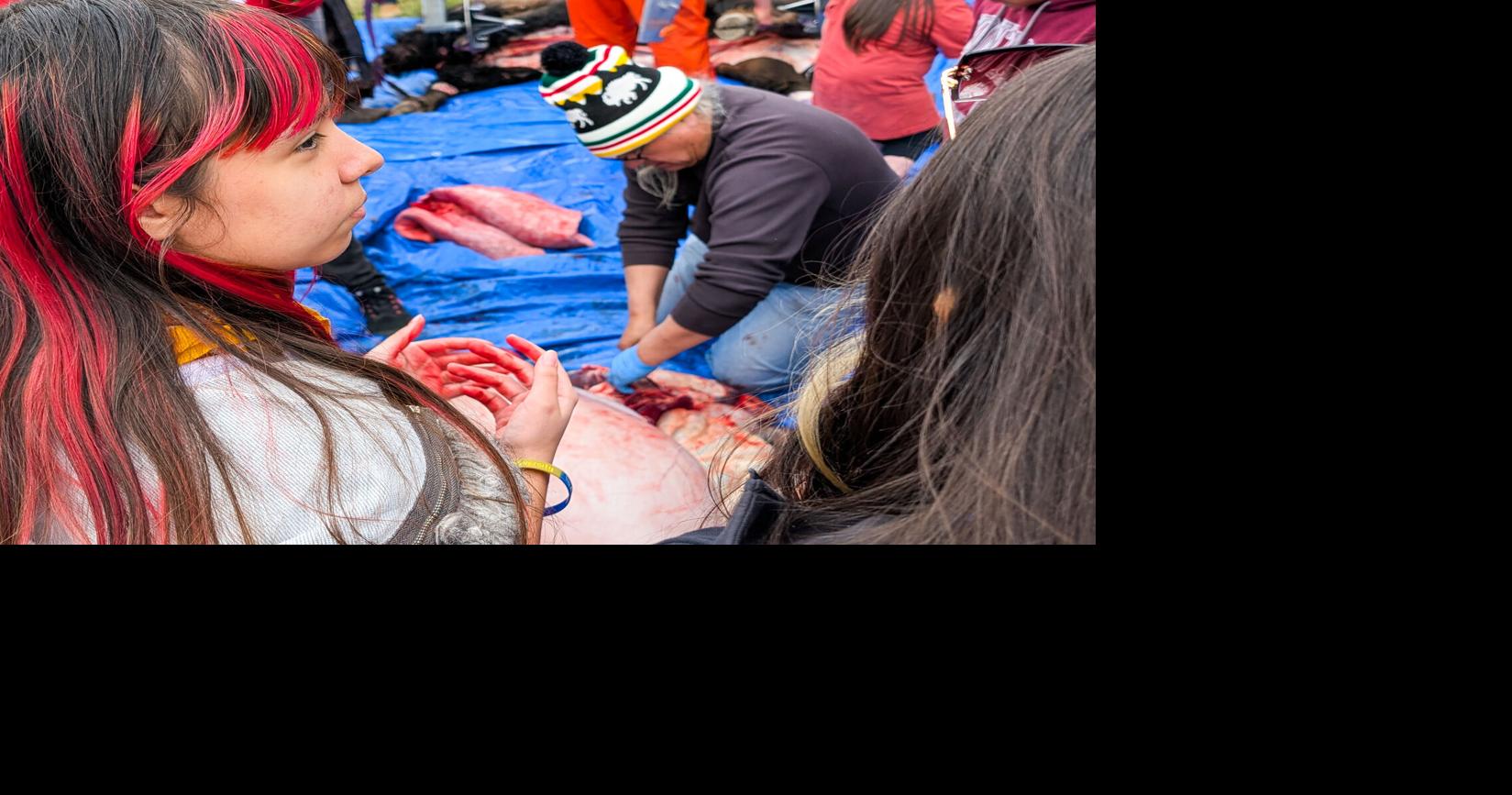 'They're reclaiming': Tribal students tap ancestral knowledge at Montana State with buffalo harvest