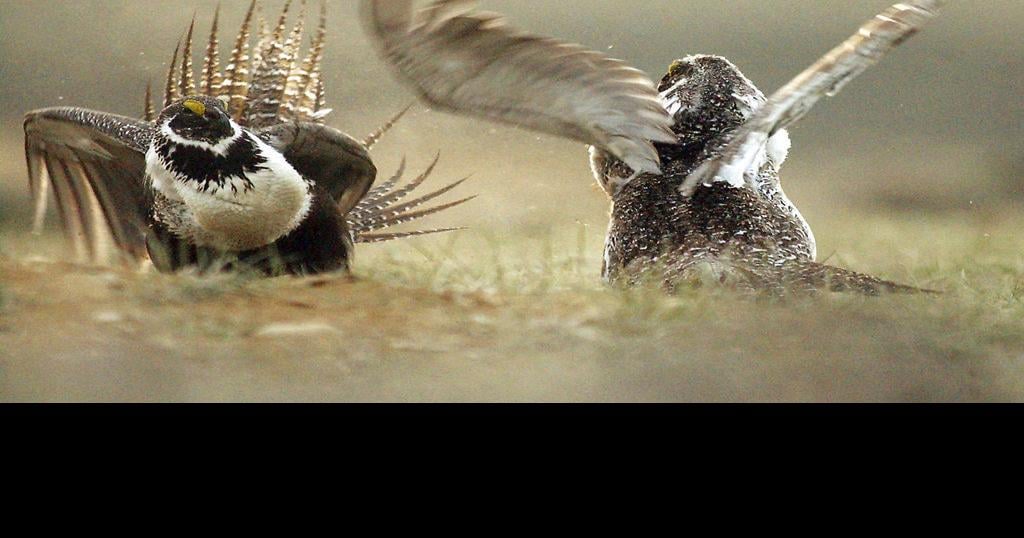 As upland bird season begins, Montana encourages hunters to submit wing
