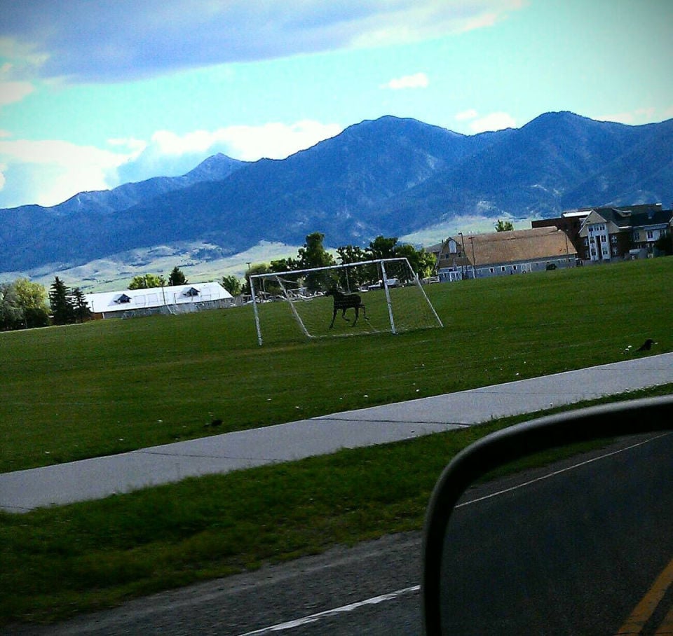 Reader Photos Moose in Bozeman Featured