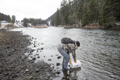 Hebgen dam trout Madison River
