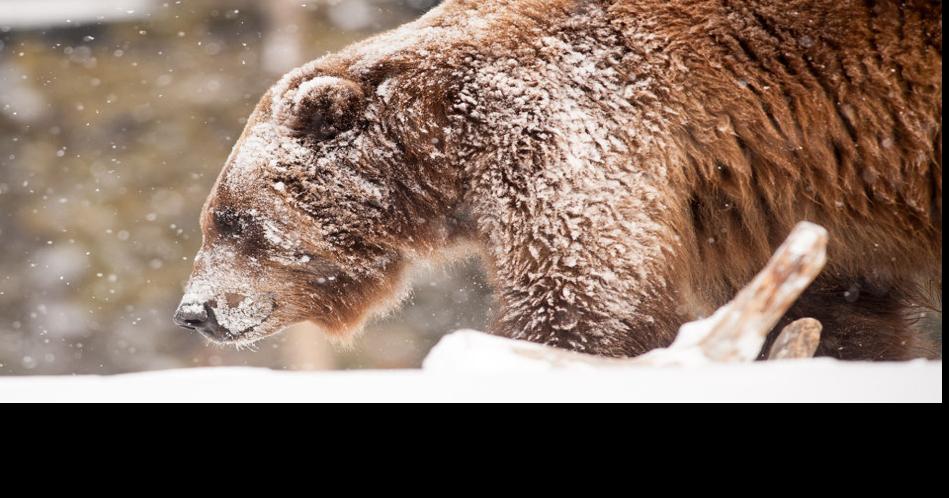 Grizzly Encounter in West Yellowstone: Skiers Urged to Carry Bear Spray - News Directory 3