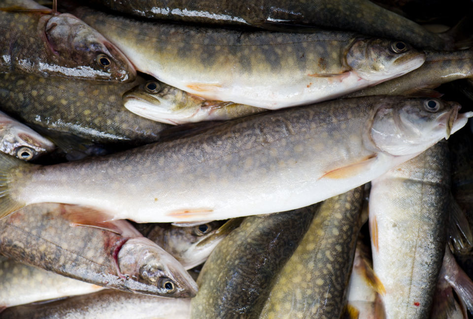 Yellowstone Park lake trout suppression makes strides Yellowstone