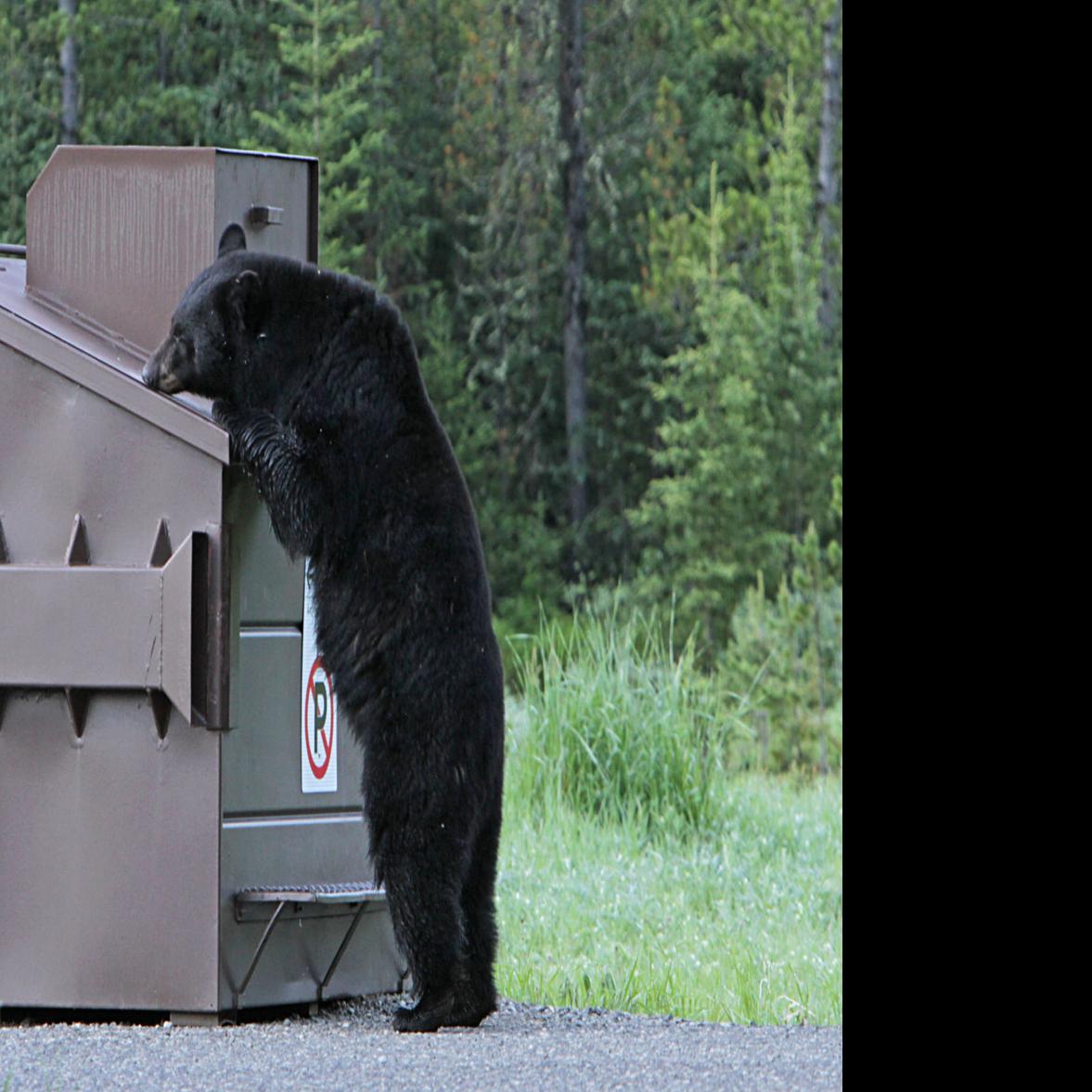 How to deal with problem Black bear in Vermont