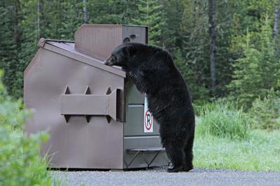 Bear incidents are on the rise in Vermont. What should you do to avoid  them?