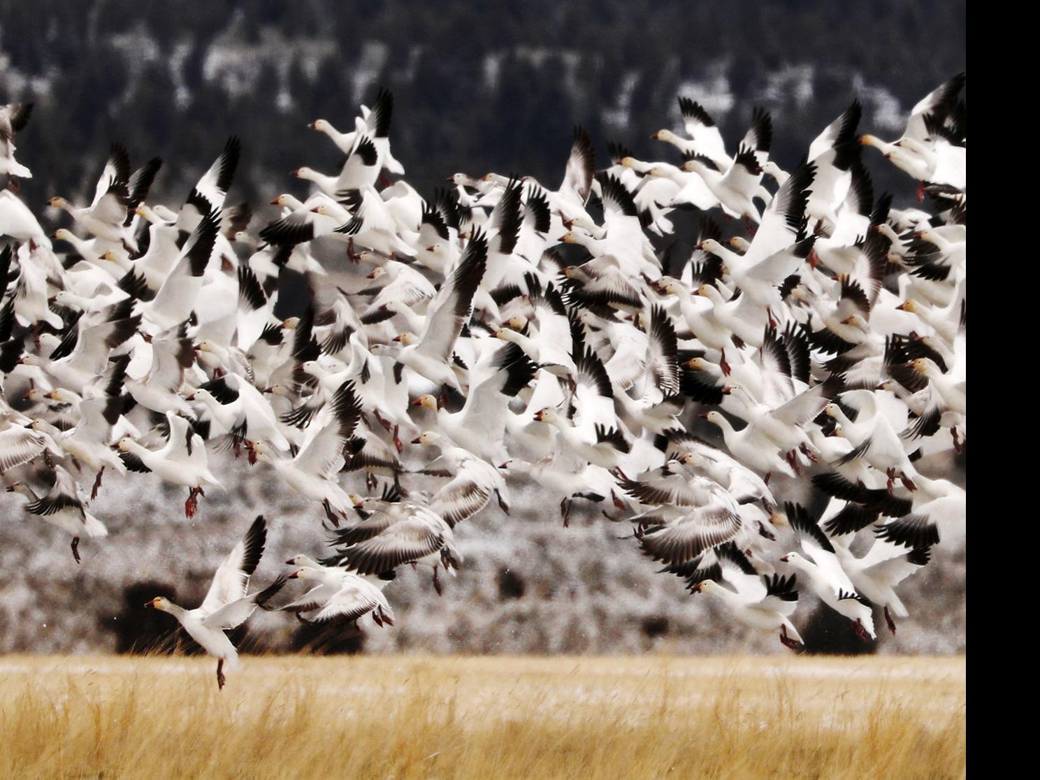 Wildlife commission considering Montana spring light goose 'hunt' |  Environment | bozemandailychronicle.com