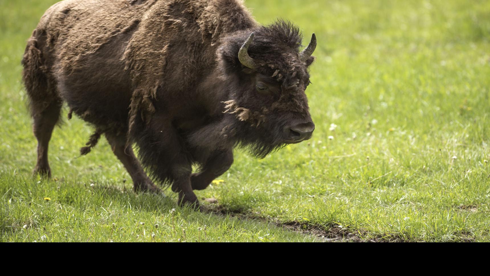 Officials Plan To Cull Between 500 And 700 Yellowstone Bison This Winter Environment Bozemandailychronicle Com