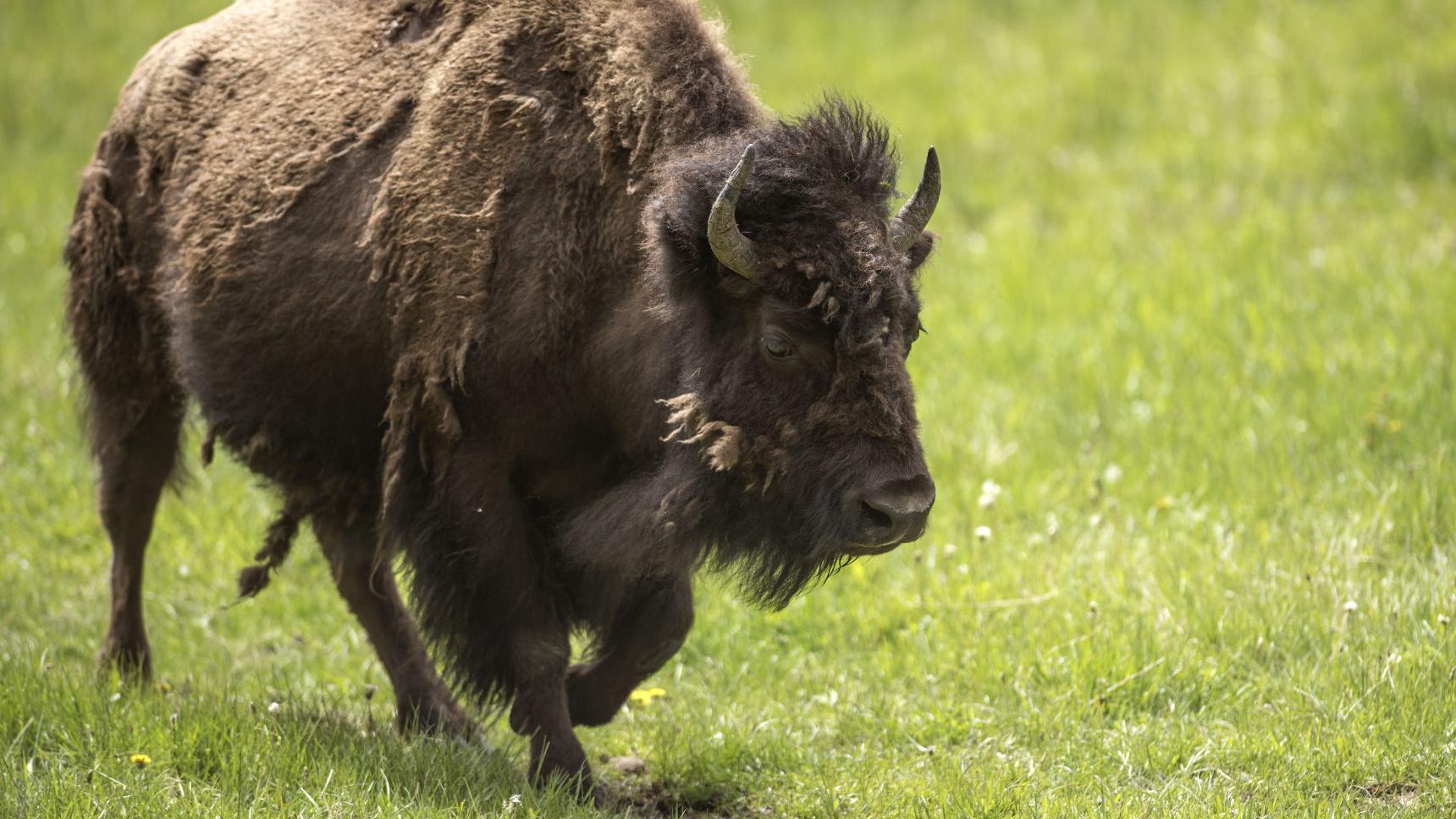 Officials Plan To Cull Between 500 And 700 Yellowstone Bison This Winter Environment Bozemandailychronicle Com Officials Plan To Cull Between 500 And 700 Yellowstone Bison This Winter Environment Bozemandailychronicle Com